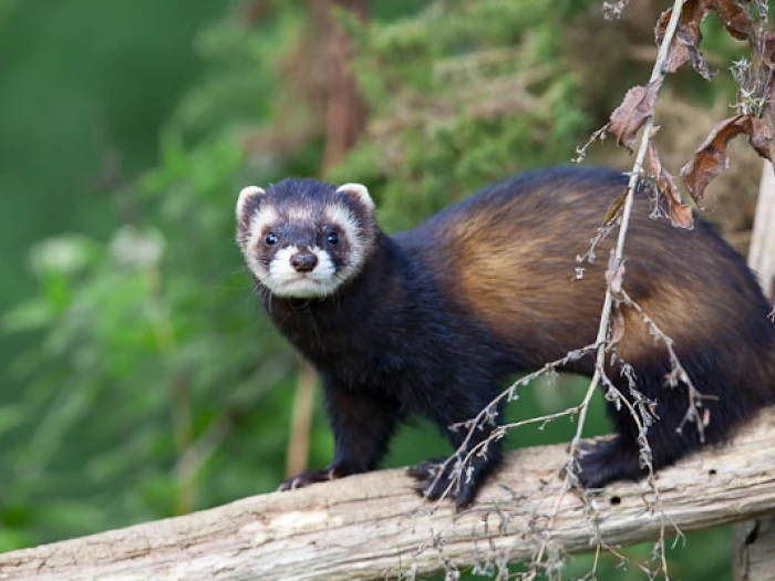 polecat9094