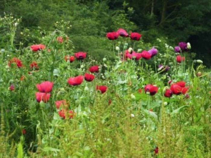 poppies in turnpike field