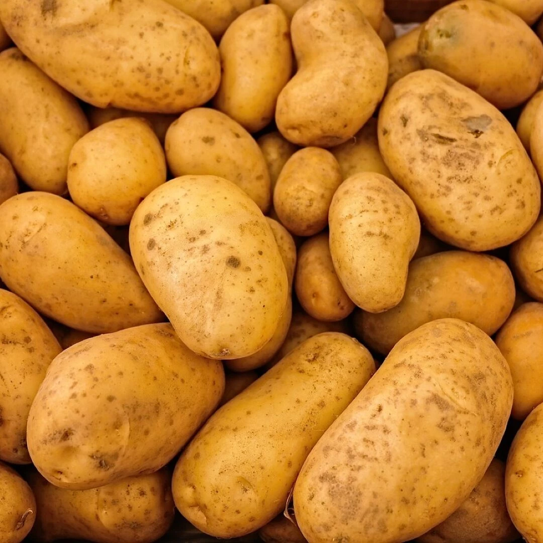 potatoes vegetables food raw healthy nutrition nutritious organic harvest produce close up food photography potatoes potatoes potatoes potatoes potatoes