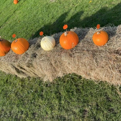 pumpkin patch 3 2021