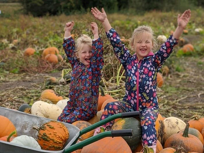 pumpkin patch