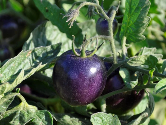 purple tomatoe