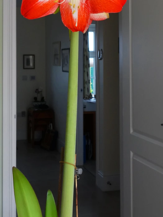 r amaryllis s01970