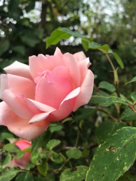 ralph39s rose