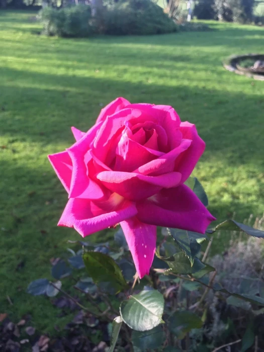 ralphs rose