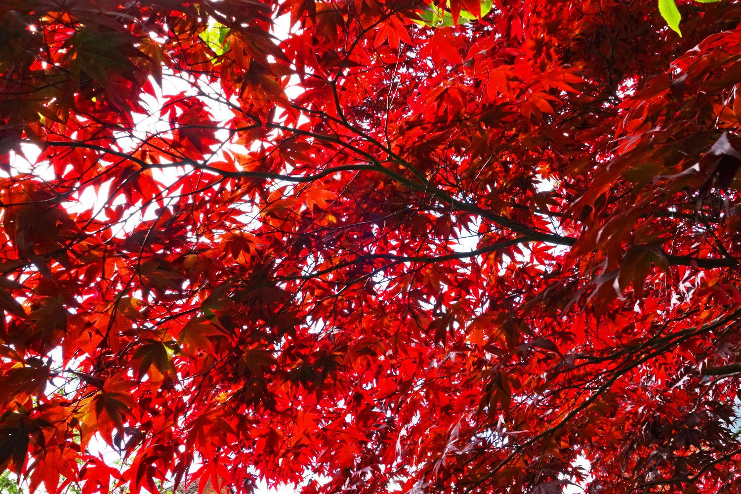 red roof