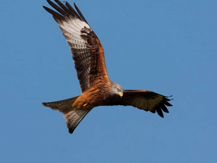 redkitew800h600