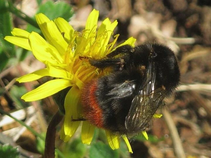 redtailedbumblebee4644