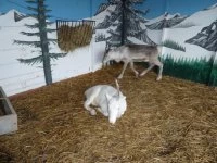 reindeer 1