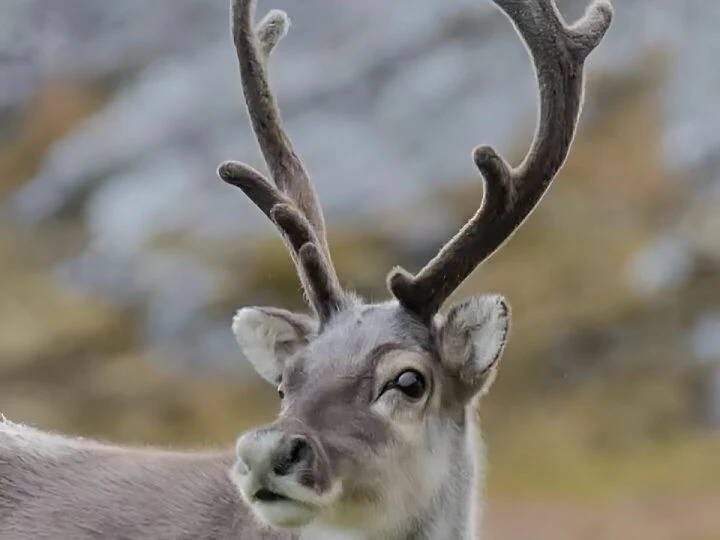 reindeer
