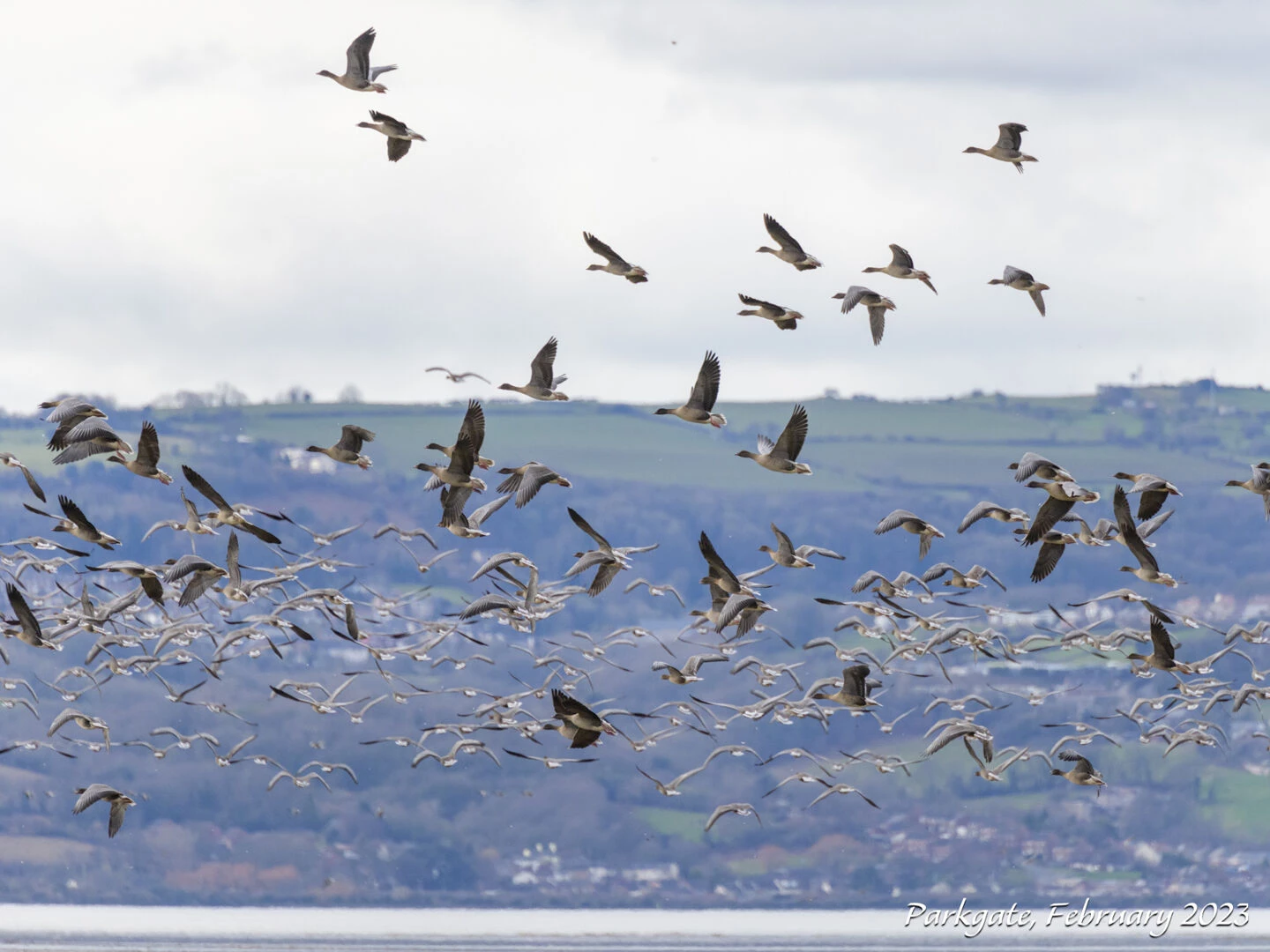 restrictions to tackle bird flu  geese flying