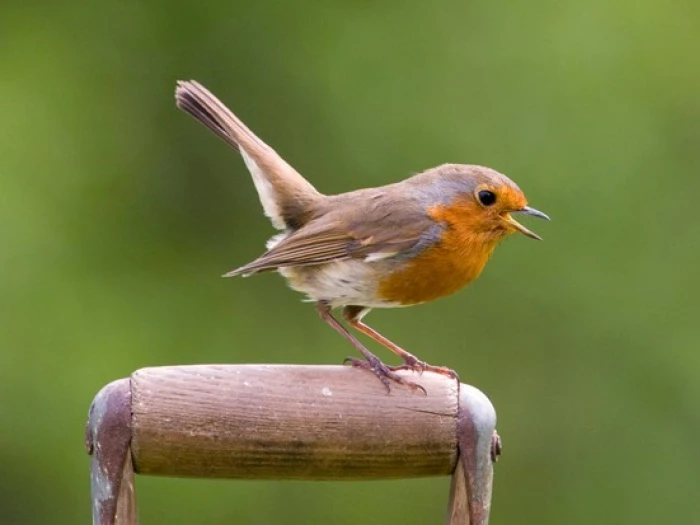 robin on garden spade
