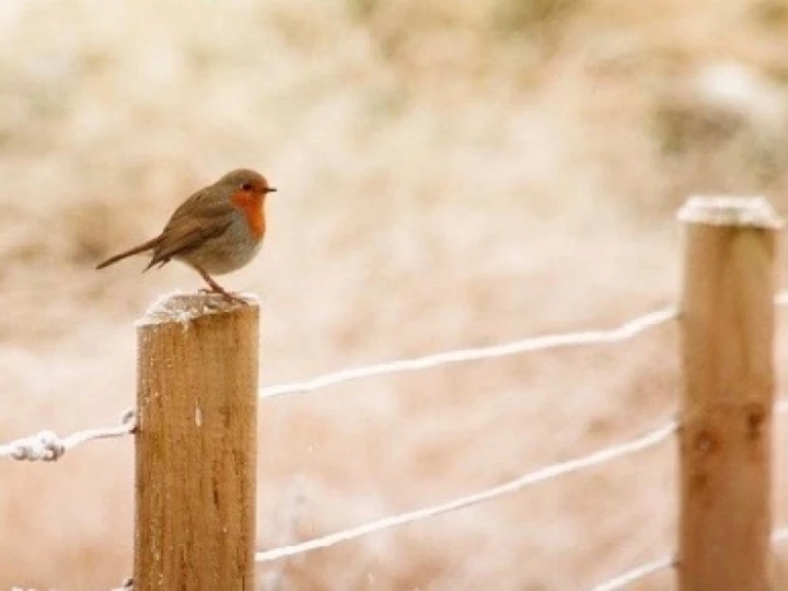 robin