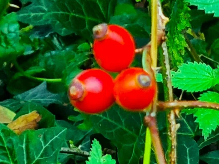 rose hips