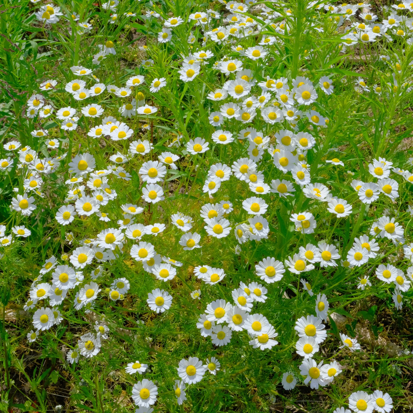 rrf2726feverfew
