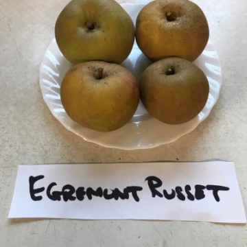 russet
