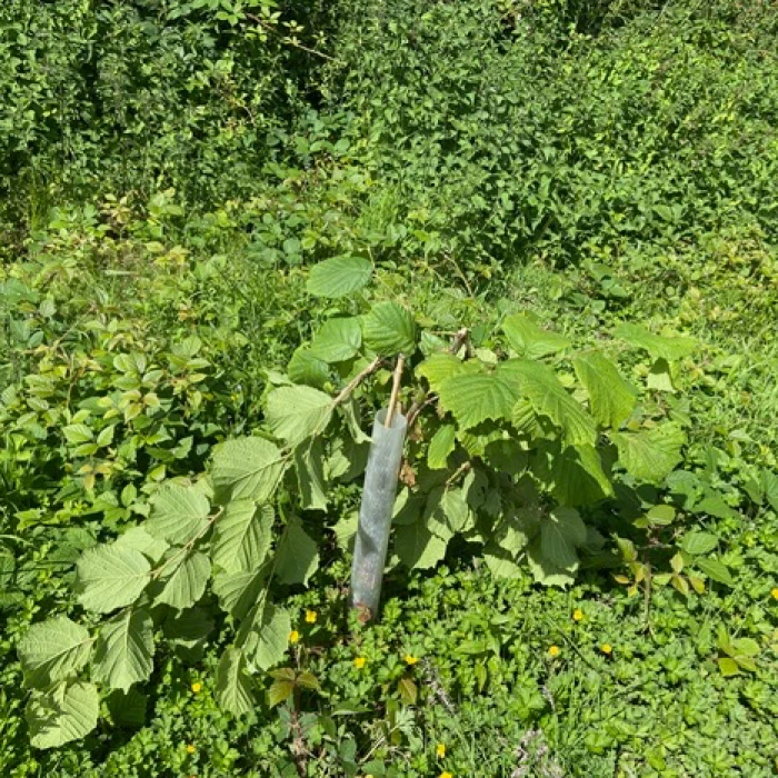 sapling damage