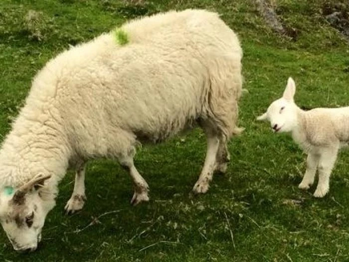 sheep 3