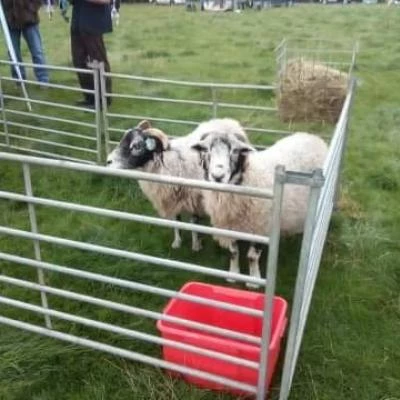 sheep-fair-2019