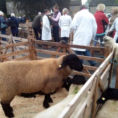 sheep fair 2019