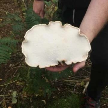 shell