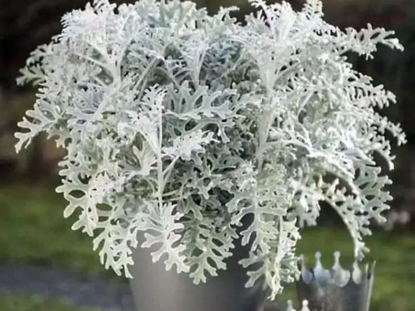 silver plants