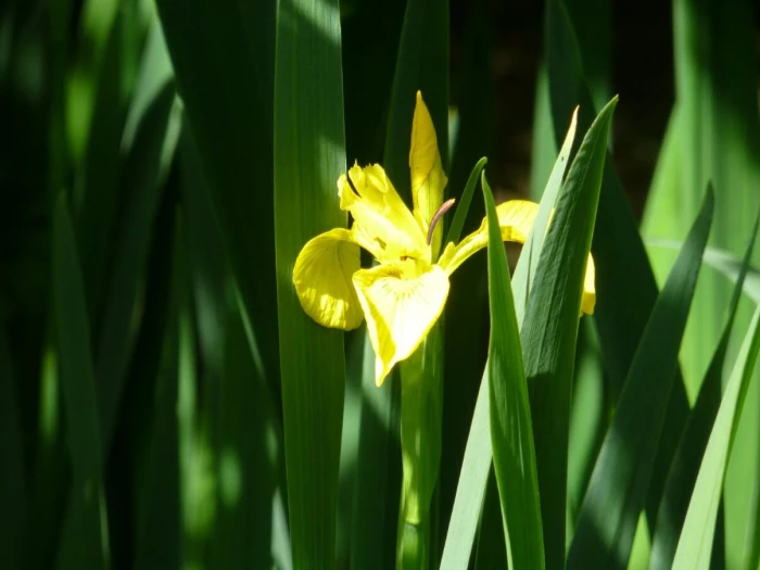 single flag iris