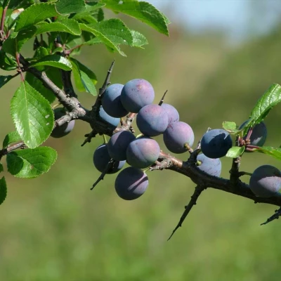 sloes and needles 2