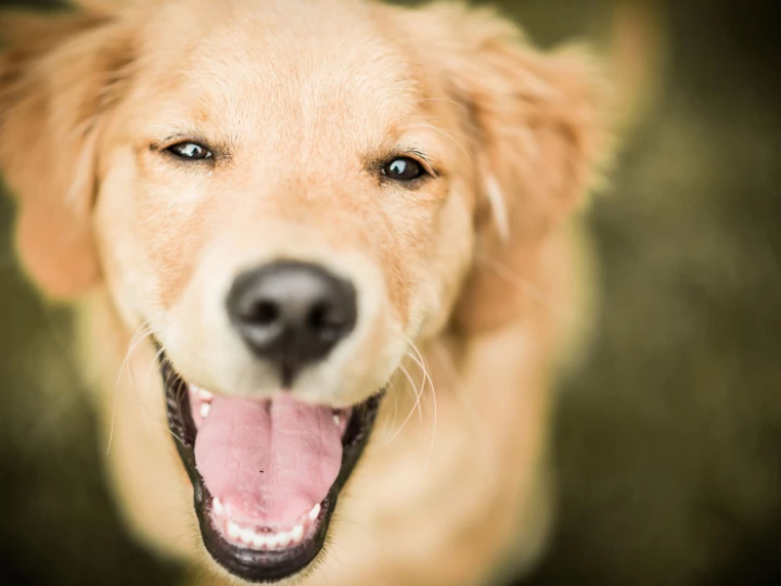 smile