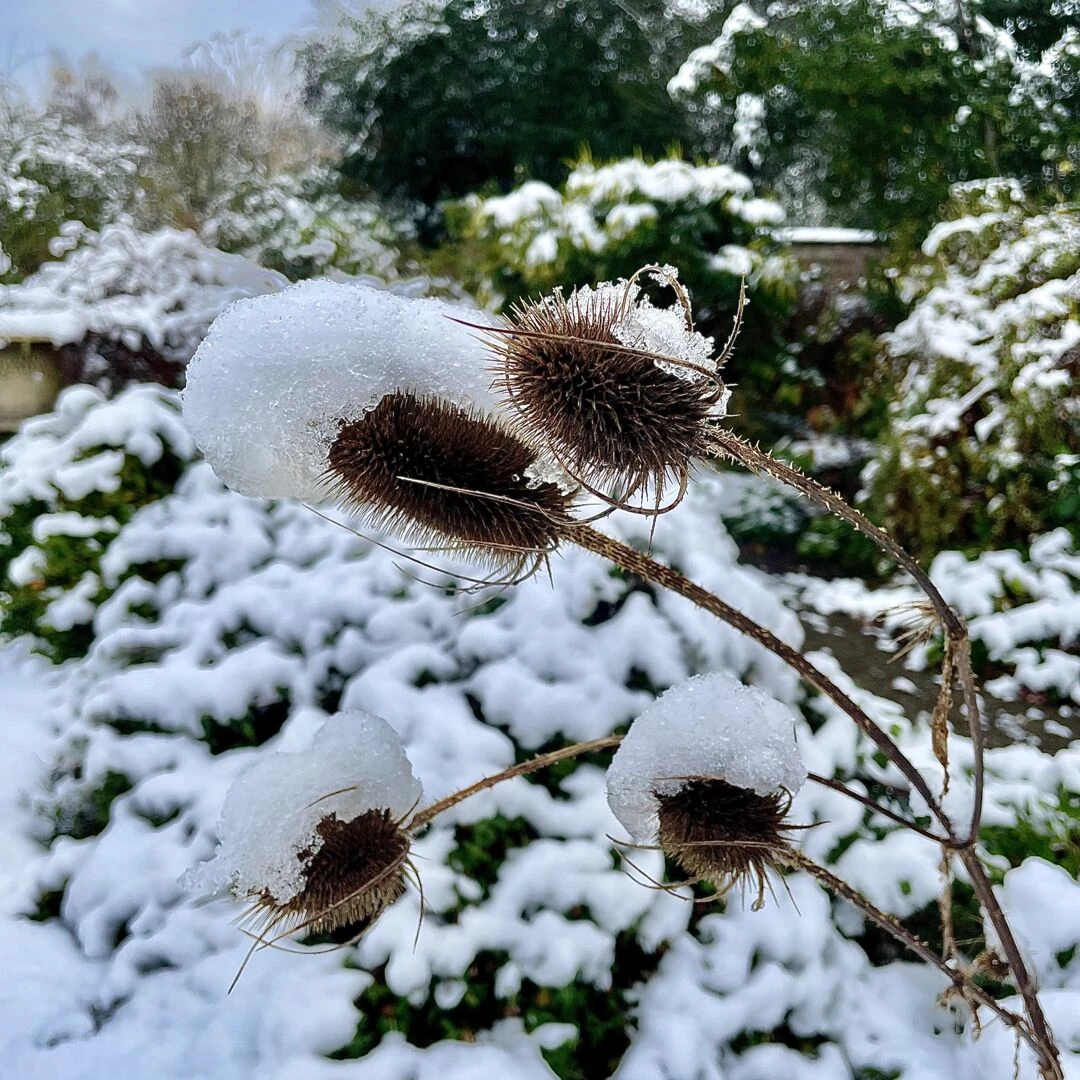 snow in november