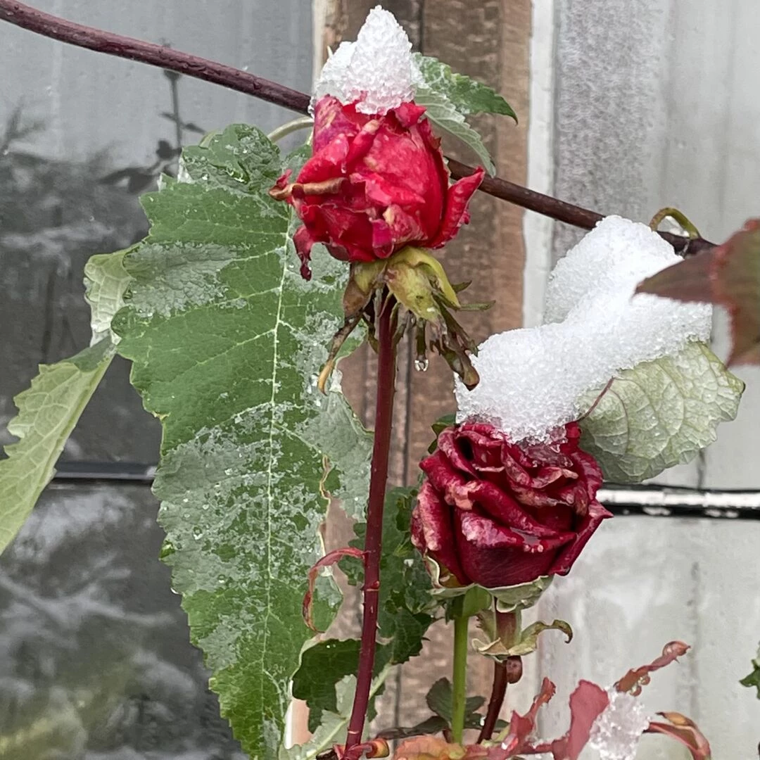snow in november