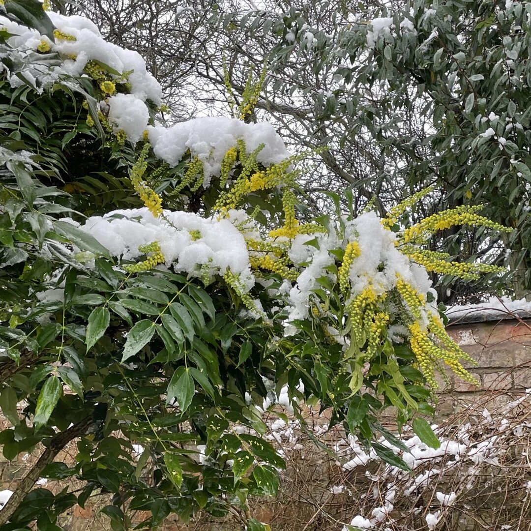 snow in november
