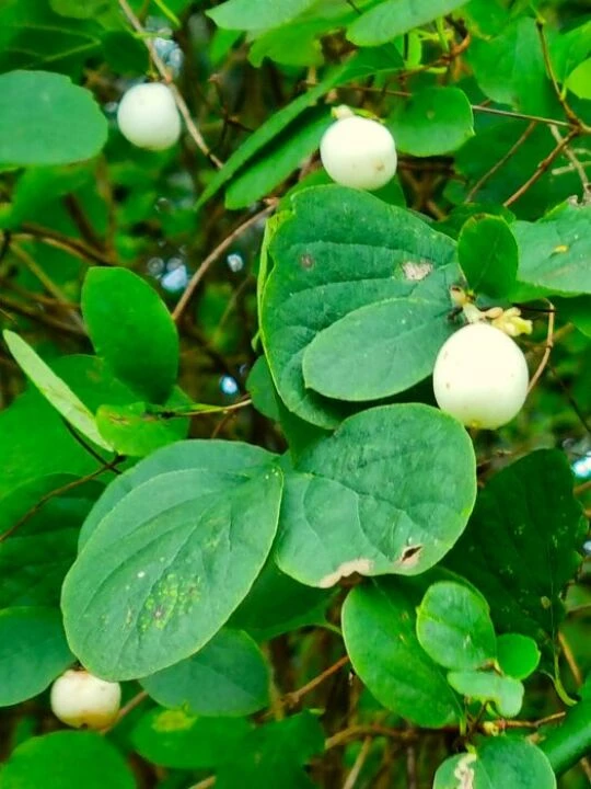 snowberries