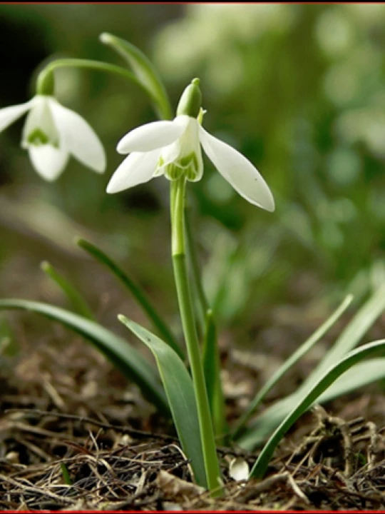 snowdrop