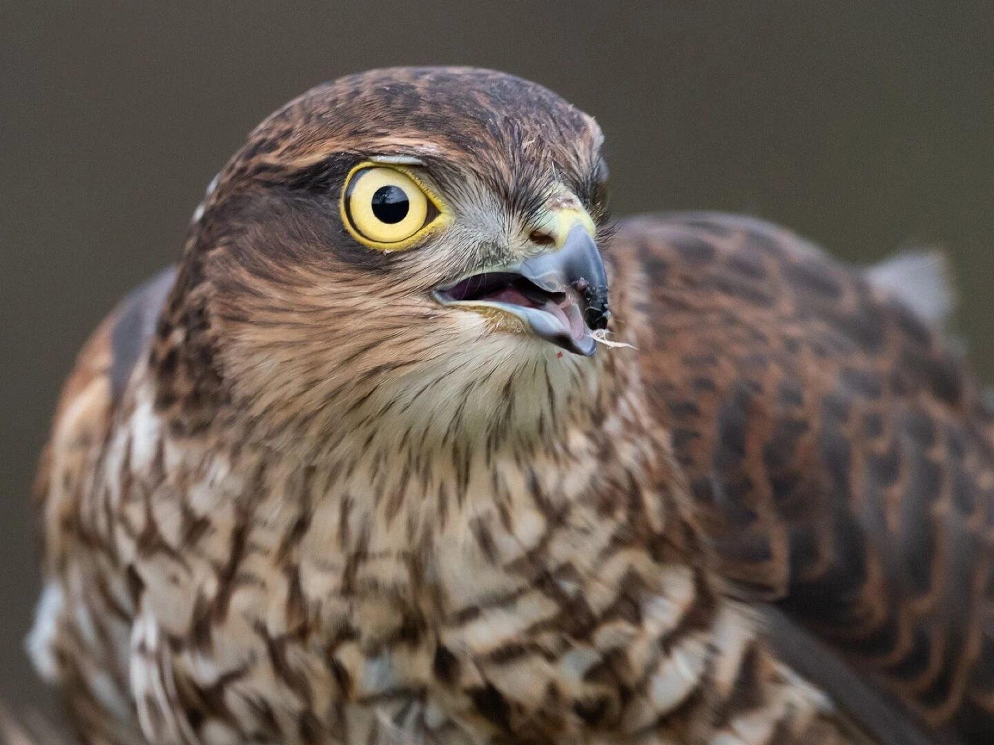 sparrow hawk raptor portrait