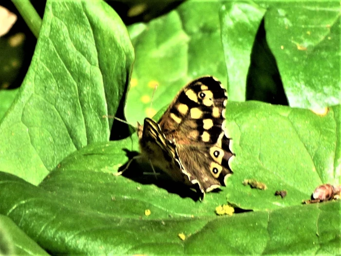 speckled wood butterfly