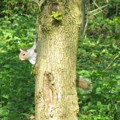 spring in tarvin woodland fullsizeoutput24c3