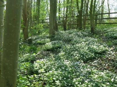 spring in tarvin woodland image6925