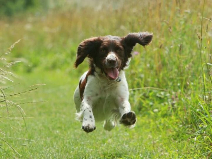 springer