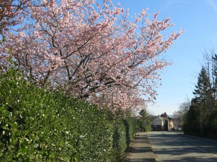 springtime in tarvin image5541