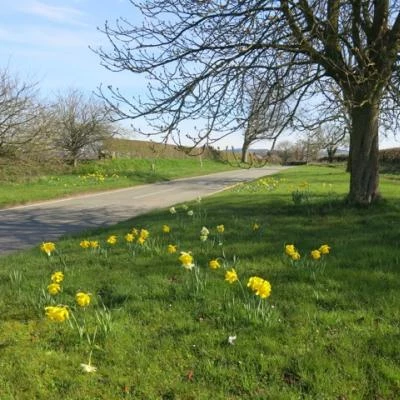 springtime in tarvin image5545