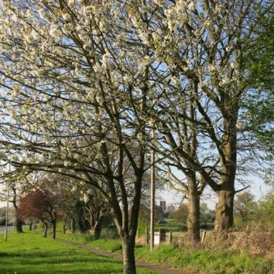 springtime in tarvin image5586