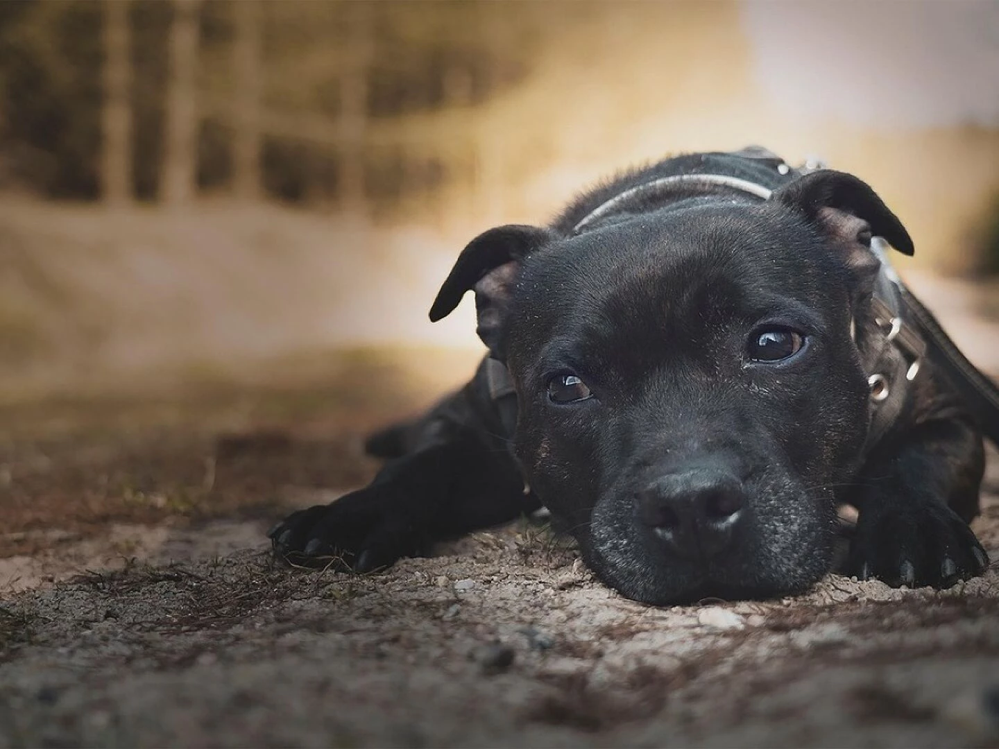 staffordshire bull terrier dog pet animal nature domestic dog canine mammal cute adorable