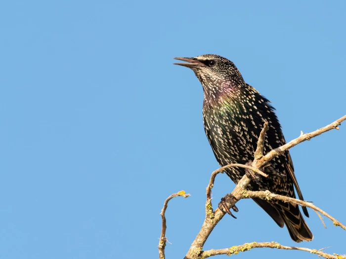 starling bird animal