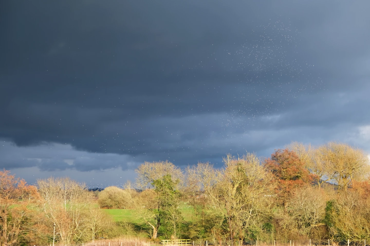 stormbirds