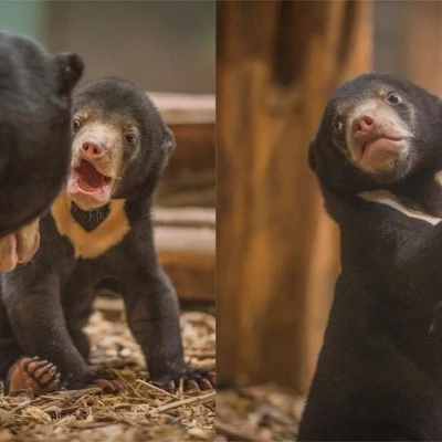 sun bear