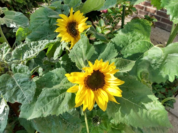 sunflower 1