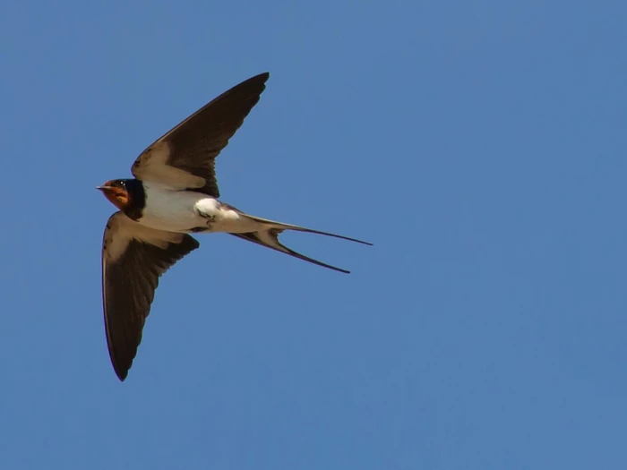 swallow flying swallow in flight swallow