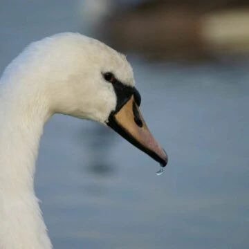 swan