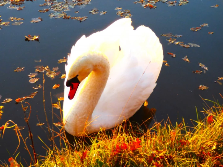 swan